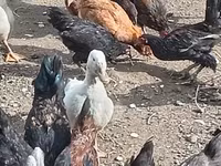 Chickens — photo 3