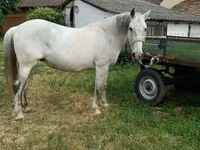 Stute, Hungarian horse breed — Foto 2