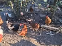 Chickens — zdjęcie 8