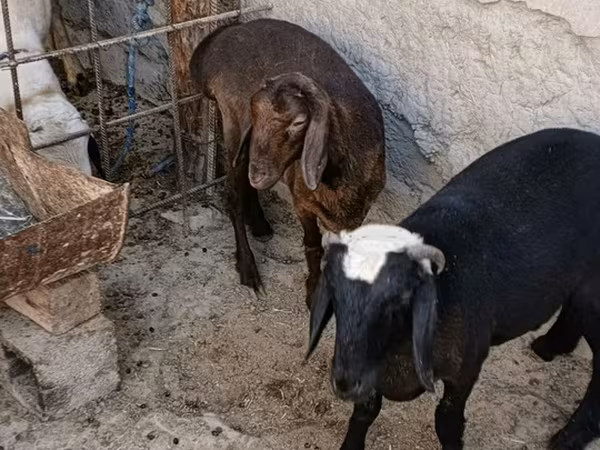 Kozy (partia, płeć nieokreślona), Kozy