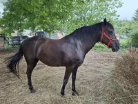 Kobyła, Hungarian horse breed — zdjęcie 4