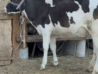 Cow, Holstein breed — photo 2