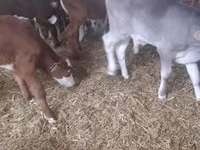 Bik, Simmental cattle — fotografija 1