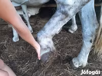 母马, Hungarian horse breed — 照片 3