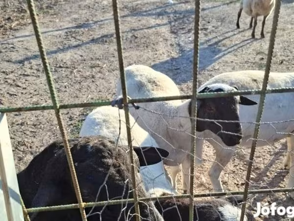 Ram, Dorper sheep
