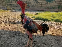 Chickens — fotografija 1