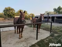 公马, Horses — 照片 1