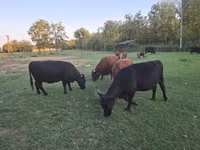Cow, Dexter — photo 2