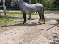 公马, Lipizzaner — 照片 4