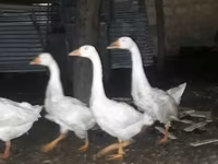Geese — 写真 2
