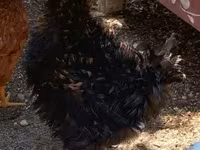 Chickens — फ़ोटो 2