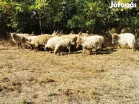 Ovca, Racka sheep — fotografija 4