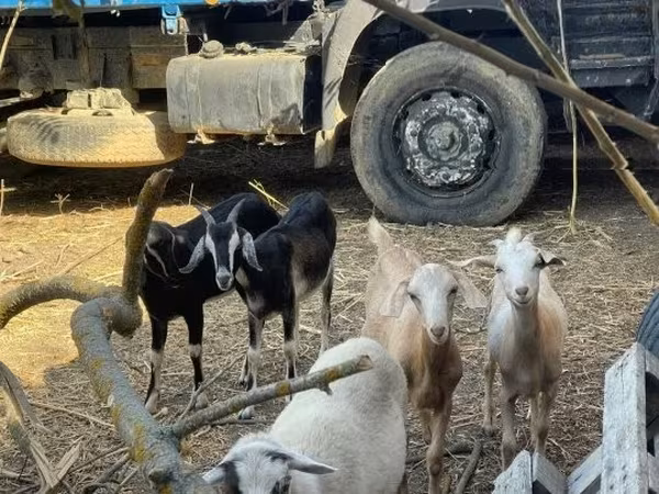 Cabra, Cabras — Hungria