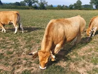 Krava, Aubrac cattle — fotografija 5