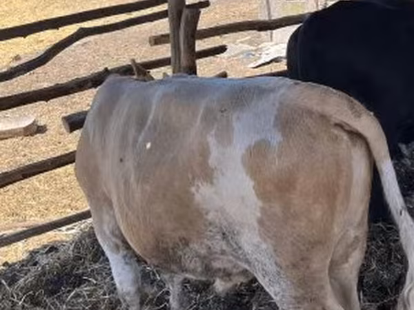 Byk, Simmental cattle