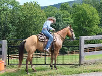 Pastuv, Quarter Horse — fotografija 7