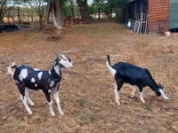 Ziege, Nubian Goat — Foto 2