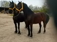 घोड़ा, Friesian — फ़ोटो 3
