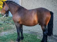 Caballo, Međimurje horse — foto 2