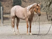 Horse (M), Quarter Horse — photo 5