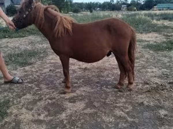 Cavalo, Miniature horse