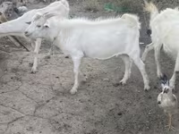 Jarac, Russian White goat — fotografija 4