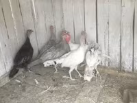 Turkeys — 照片 2