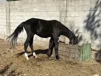 Kobila, Friesian sport horse — fotografija 2