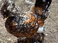 Chickens — zdjęcie 8