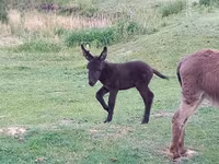 Cavalo, Cavalos — foto 3