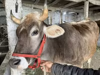 雌牛, Swiss cattle — 写真 3