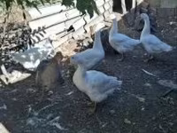 Geese — Foto 1