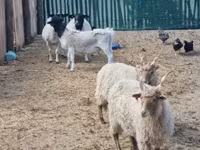 نعجة, Racka sheep — الصورة 1