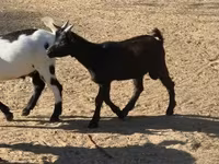 Goat, Nigerian dwarf goats — photo 3