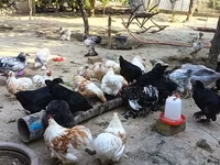 Pekinška bantam — fotografija 3