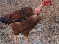 Chickens — 照片 3