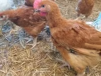 Chickens — 照片 3