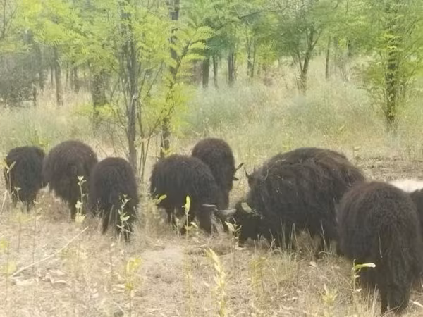 मेढ़ा, Racka sheep