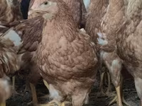 Chickens — الصورة 2