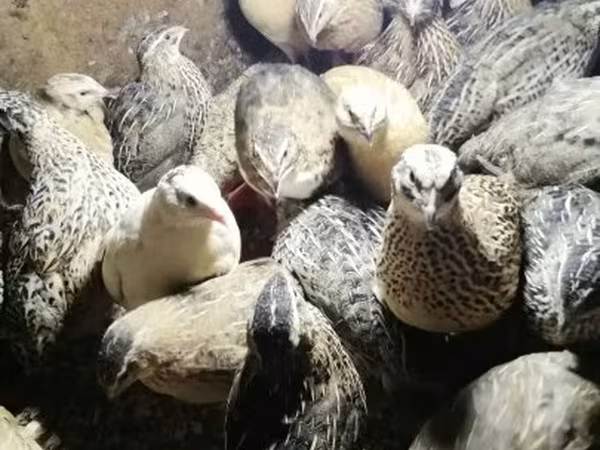 Quails