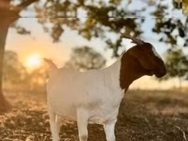 Echki, Boer goat