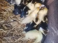 Ducks — photo 3