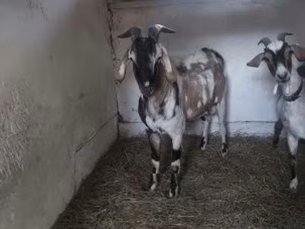تيس, Nubian Goat
