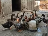 Ducks — zdjęcie 2