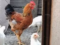 Chickens — Foto 3