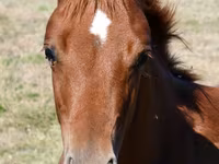 雌馬, Quarter Horse — 写真 3