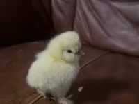 Silkie — photo 1