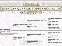 Pastuv, Quarter Horse — fotografija 3