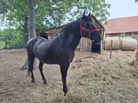 Kobyła, Hungarian horse breed — zdjęcie 7
