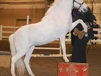 Kobila, Miniature horse — fotografija 8